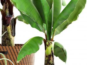 banana palm 3D Model