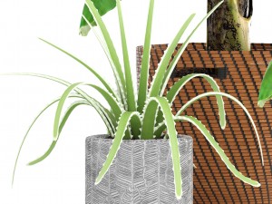 banana palm Model 3D