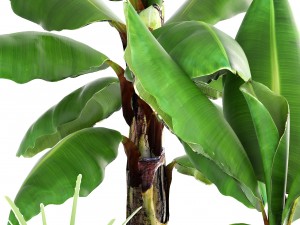 banana palm Model 3D