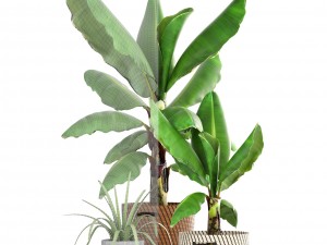 banana palm Model 3D