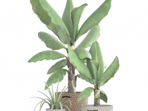 banana palm Model 3D
