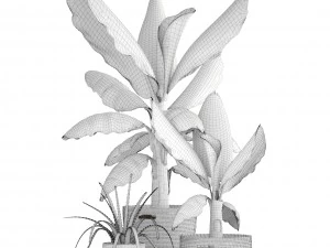 banana palm 3D Model