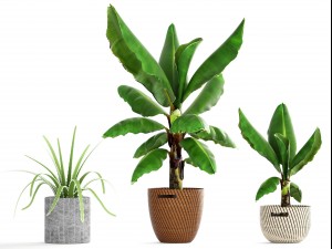 banana palm Model 3D