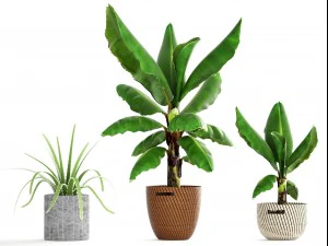 banana palm 3D Model