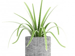 banana palm Model 3D