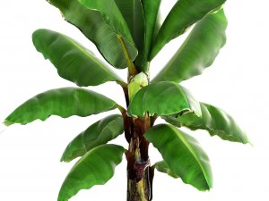 banana palm 3D Model