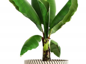 banana palm Model 3D