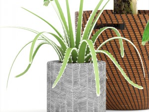 banana palm Model 3D