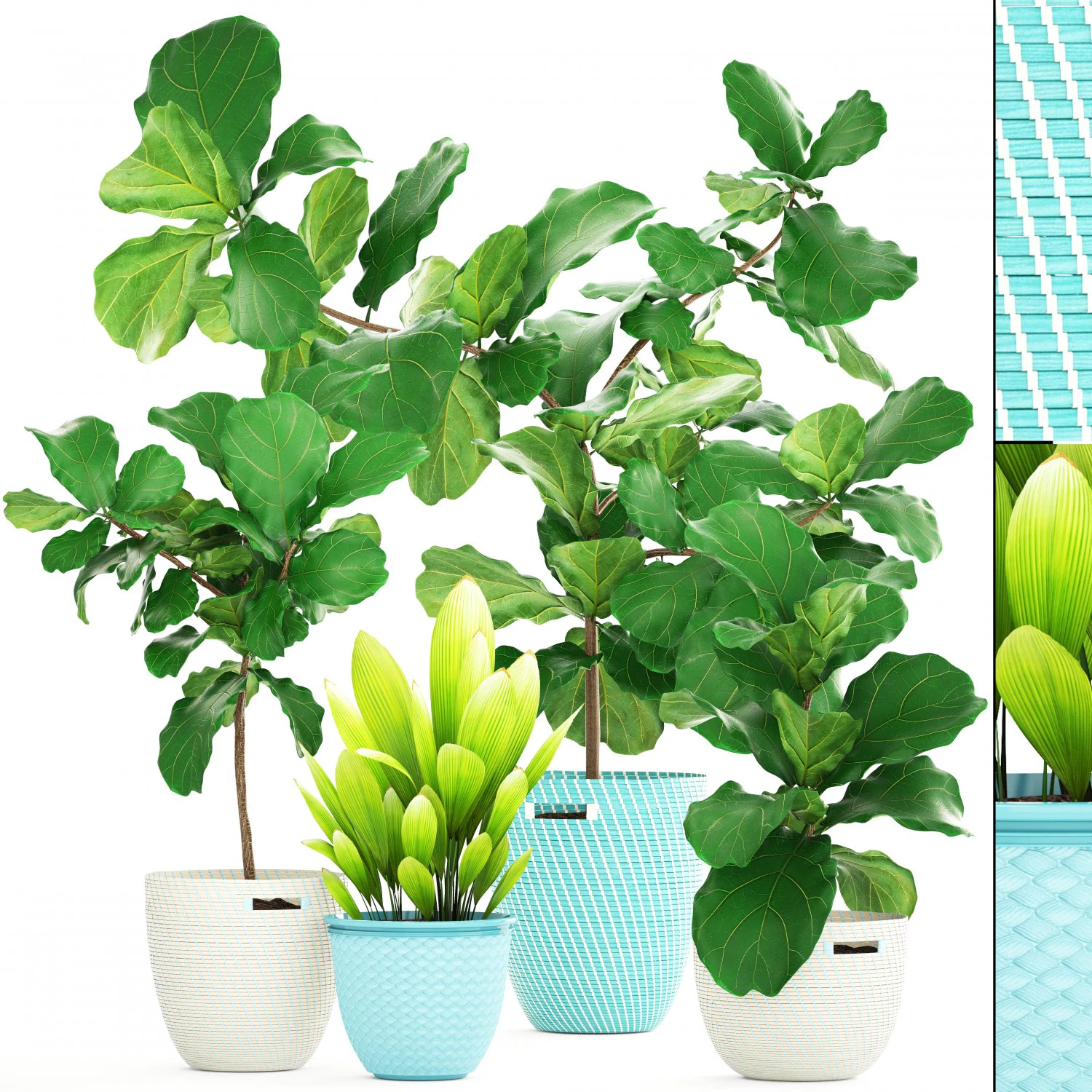 ficus plant collection 3D Model .c4d .max .obj .3ds .fbx .stl .blend 