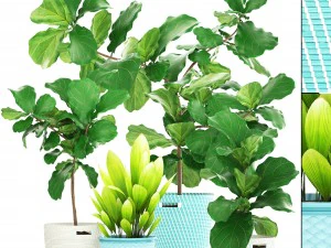 cole&ccedil;&atilde;o de plantas ficus Modelo 3D