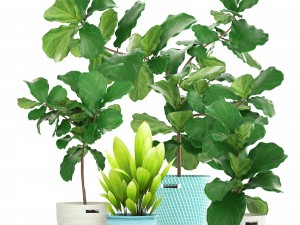 ficus plant collection Model 3D