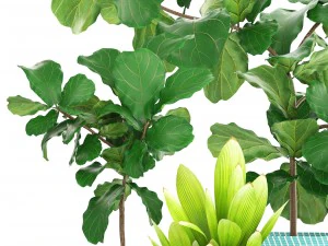 ficus plant collection 3D Model