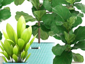 ficus plant collection 3D Model