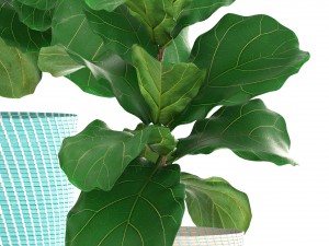 ficus plant collection Model 3D