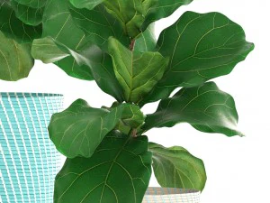 ficus plant collection 3D Model