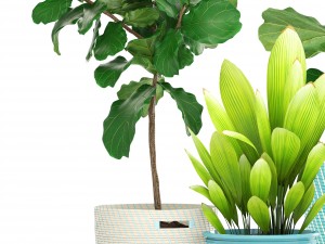 ficus plant collection Model 3D