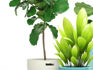 ficus plant collection 3D Model
