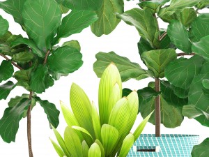 ficus plant collection Model 3D