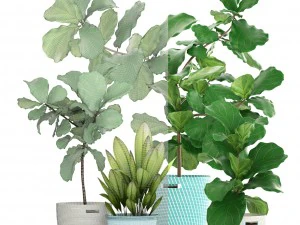 ficus plant collection 3D Model