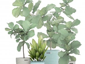 ficus plant collection 3D Model