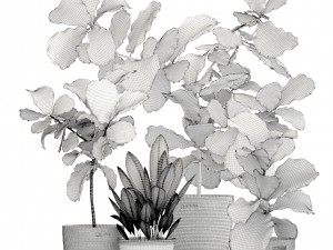 ficus plant collection Model 3D