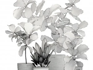 ficus plant collection 3D Model