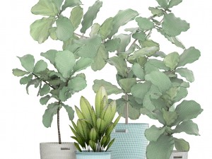 ficus plant collection Model 3D