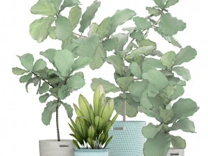 ficus plant collection 3D Model