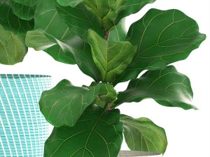 ficus plant collection 3D Model