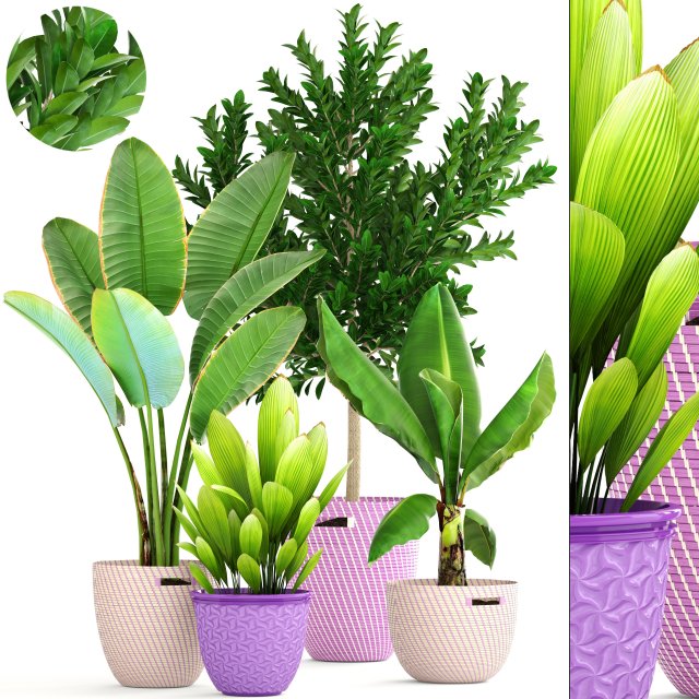 plant collection 3D Model .c4d .max .obj .3ds .fbx .stl .blend 