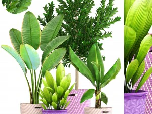 plant collection 3D Model