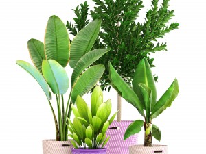 plant collection 3D Model