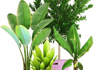 plant collection 3D Model