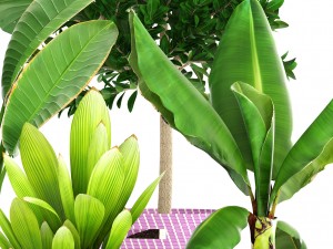 plant collection 3D Model