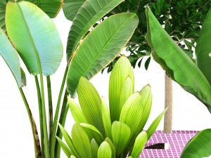 plant collection 3D Model