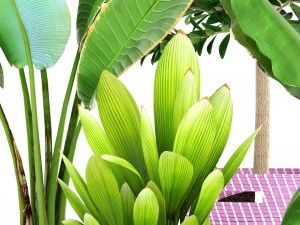 plant collection 3D Model