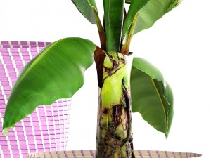 plant collection 3D Model