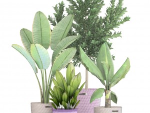 plant collection 3D Model