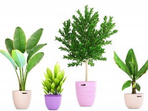 plant collection 3D Model