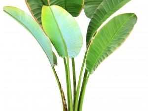 plant collection 3D Model