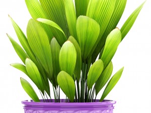 plant collection 3D Model