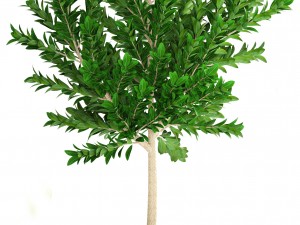 plant collection 3D Model