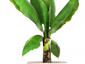 plant collection 3D Model