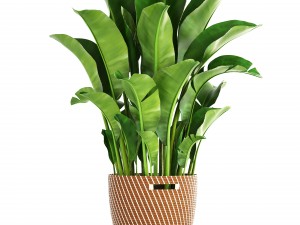 banana palm Model 3D