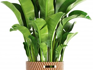 banana palm Model 3D