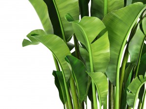 banana palm Model 3D