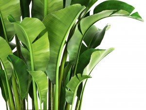 banana palm Model 3D