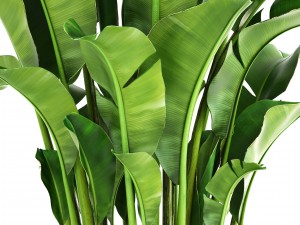 banana palm Model 3D