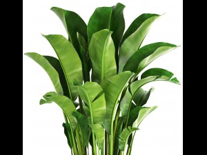 banana palm Model 3D