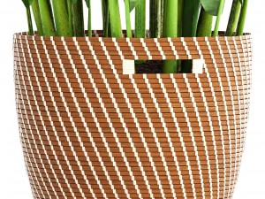 banana palm Model 3D